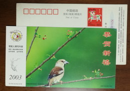 Collared Grosbeak Bird,China 2003 Henan New Year Greeting Advertising Pre-stamped Card - Sparrows