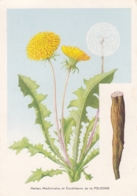 Dandelion - Herbes Medicinales Rolimpex Warszawa Poland - Plantes Médicinales