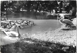 VITTEL - Pièce D'eau Dans Le Parc - Cygnes - 1959 - Vittel