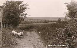 Haut-Fays - Paysage Moutons - Mosa 3945 - Circulé Vers 1959 - SUPER - Daverdisse