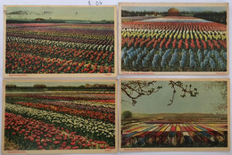 5 CPA  Pays-Bas, Bloembollenvelden, Dutch Tulip-Beds, Tulpen, Hyacinten, 4 écrites En 1948/49 - Sonstige & Ohne Zuordnung