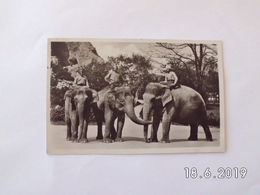 Hamburg. - Stellingen. - Carl Hagenbeck'sTierpark. (4 - 6 - 1929) - Stellingen