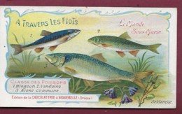 250619B - CHROMO CHOCOLAT AIGUEBELLE - A Travers Les Flots Monde Sous Marin Poissons Blageon Vandoise Alose Commune - Aiguebelle