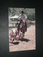 CPM, Carte Postale, Arizona, Cowboy Phoenicien, "Gagner Ou Mordre La Poussière", 1987, Rodéo - Phoenix