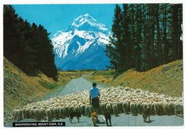 Neuseeland, New Zealand, Sheepdroving, Mount Cook - New Zealand