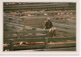 AMARILLO - CATTLE IN THE CORRAL - Amarillo