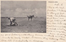 Phoenix Arizona, Tying A Steer Cowboy Cattle Ranching Lasso C1900s Vintage Postcard - Phönix