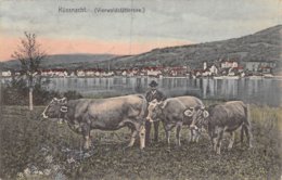 PIE.Z.19-PF.T-732 :  KÜSSNACHT. VIERWALDSTÄTTERSEE. VACHES. - Küssnacht