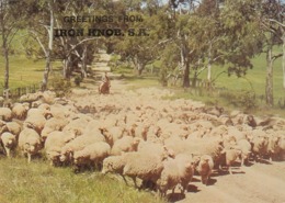 Postcard Greetings From Iron Knob South Australia Sheep Station / Farming Interest [ Nr Port Augusta ] My Ref  B23743 - Other & Unclassified