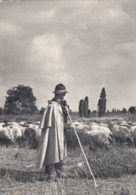 Postcard In Der Luneburger Heide Farming / Shepherd / Sheep My Ref  B23762 - Lüneburg