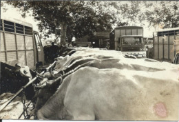 Rabastens De Bigorre - Lot D'une  C Photo Véritable  Et De 2 Reproduction  Photos  Et Un Scan Foire Aux Bestiaux ... - Rabastens De Bigorre