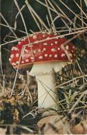 CHAMPIGNONS - AMANITE TUE MOUCHE - Paddestoelen