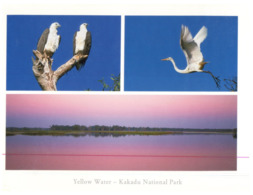 (ED 9) Australia - Kakadu With Sea Eagles + Heron - Kakadu