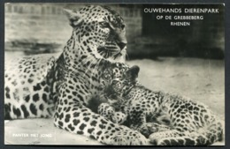 Ouwehands Dierenpark Op De Grebbeberg Rhenen 3-6-1960 -  NOT  Used - See The 2 Scans For Condition.(Originalscan ) - Rhenen