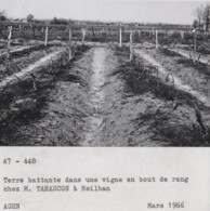 Meilhan-sur-Garonne 47 - Agriculture Viticulture - Ferme Exploitation M. Tarascaon -  Photographie - Meilhan Sur Garonne