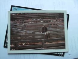America USA TX Amarillo Cattle In The Corral - Amarillo