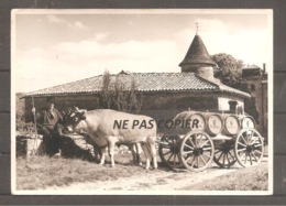 PHOTO   De CHASSELAS   SAONE ET LOIRE    Attelage De Boeufs  Tonneaux (14,5  X 10,5  Cm) - Métiers