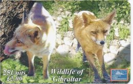 GIBRALTAR - WILDLIFE OF GIBRALTAR - RED FOX - 3.000 EX - Gibraltar