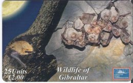 GIBRALTAR - WILDLIFE OF GIBRALTAR - SCHREIBER'S BAT - 3.000 EX - Gibilterra