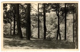 HOEILAART - "Point De Vue" In Het Bos Te Groenendael - Hoeilaart