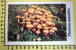 PHOLIOTA MUTABILIS  I FUNGHI FABBRI SCHEDA - Cooking Recipes