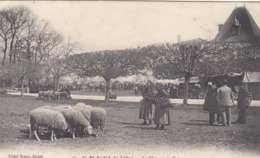 ST ANDRE De LIDON : Le Marché Aux Moutons. - Autres & Non Classés