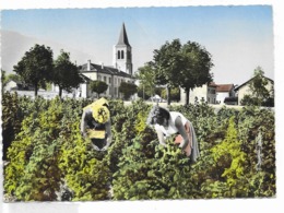 FAUCIGNY - C/ Bonneville - La Cueillette Des Framboises - Faucigny