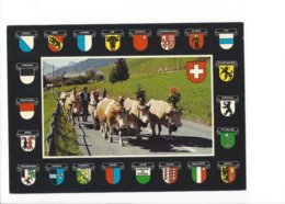 22756 - Souvenir Suisse Alpaufzug  La Désalpe Armoiries Cantons Suisses (format 10 X 15) - St. Anton