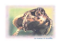 La TORTUE à Ecaille - Tirage Limité 12 Ex - Tortugas