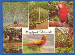 Deutschland; Walsrode; Lueneburger Heide; Vogelpark - Walsrode
