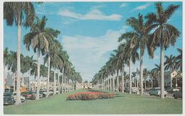 Palm Beach FL Royal Palm Trees Agricultural Postcard Horticulture - West Palm Beach