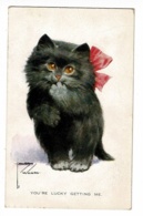 Carte Illustrée Par L Wood - Chaton Avec Un Noeud Rose " You're Lucky Getting Me" Circ Sans Date, Sous Enveloppe - Wood, Lawson