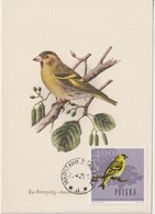 Pologne Carte Maximum Oiseaux 1966 Serin 1574 - Cartes Maximum