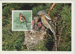 Pologne Carte Maximum Oiseaux 1966 Pinson 1575 - Cartes Maximum