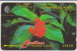 CAYMAN ISLANDS - 94CCIB - BROADLEAF FLOWER - Cayman Islands