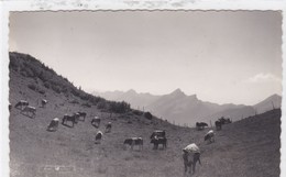 Grandvillard,  Aux Merlas, Troupeau De Vaches Au Pâturage - Grandvillard