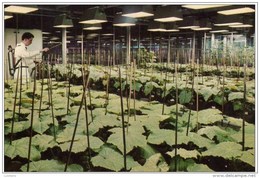 LEVERKUSEN  Im Gewächshaus Des Biologischen Instituts Des Bayer-Werkes  - Tabac - Plant Fleur Flower - Germany - Tobacco