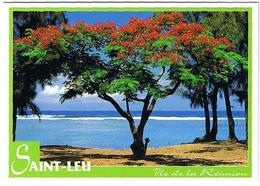 Île De La Réunion > Lot De 4 Cartes. (St Leu, St Gilles, Flamboyant, Fougère, Fleurs) - Réunion