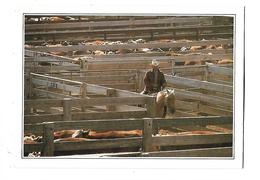 ETATS-UNIS----TEXAS---AMARILLO--cattle In The Corral---voir 2 Scans - Amarillo