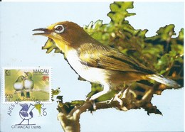 MACAU 1995 BIRDS MAXIMUM CARD - ZOSTEROPS JAPONICA - Cartes-maximum