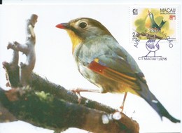 MACAU 1995 BIRDS MAXIMUM CARD - LEIOTHRIX LUTEA - Cartes-maximum