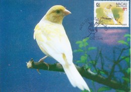 MACAU 1995 BIRDS MAXIMUM CARD - SERINUS CANARIA - Cartes-maximum