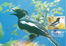 MACAU 1995 BIRDS MAXIMUM CARD - COPSYCHUS SAULARIS - Cartes-maximum