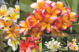Postcard Frangipani Darwin Northern Territory [ Flower Interest ] My Ref  B23940 - Darwin