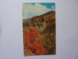 Cartolina "Autumn Colors On Little Sheep Creek In Eastern Idaho, Boneville County" - Other & Unclassified