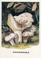 Fleecy Milk-cap - Mushrooms - Illustration - 1971 - Russia USSR - Unused - Mushrooms