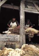 SABRES - La Tonte Des Moutons - Parc Naturel Régional Des Landes De Gascogne - Cliché J.-C. Ollagnier - Sabres