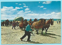 0750 - NEDERLAND - HOLLAND -  AMELAND - HOLLUM - REDDINGSBOOT WORDT UIT ZEE GETROKKEN - DRAFT HORSES - Ameland