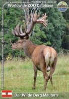 788 Der Wilde Berg Mautern, AT - Central European Red Deer (Cervus Elaphus Hippelaphus) - Leoben