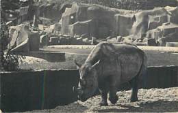 RHINOCEROS - Paris - Parc Zoologique Du Bois De Vincennes - Neushoorn